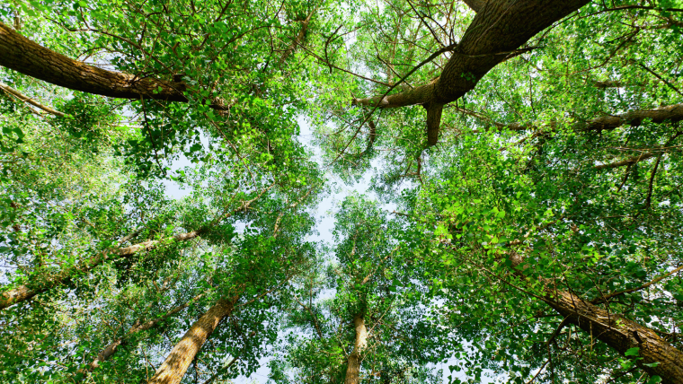 Tree canopy looking up from the ground