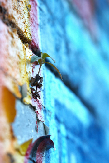 A weed grows out of a colourfully painted brick wall