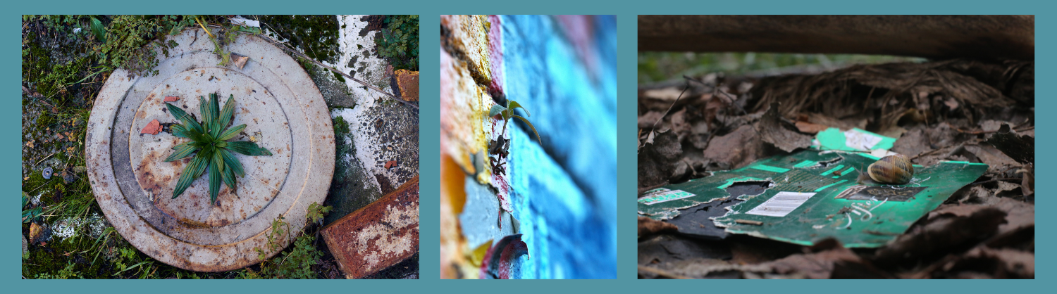 A collage of the three photography competition winners - a weed growing through a concrete circle, a weed growing out of a painted wall, and a snail on a discarded packet of biscuits