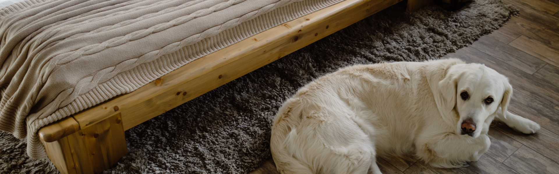 Dog infront of mattress
