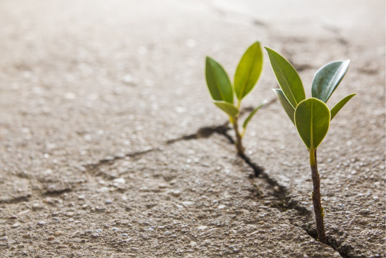 Two small plants growing through a crack in the pavement 