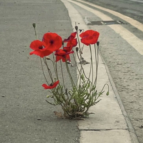 A poppy growing on a curb