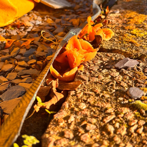 Orange fungi growing out from underneath some tarmac 