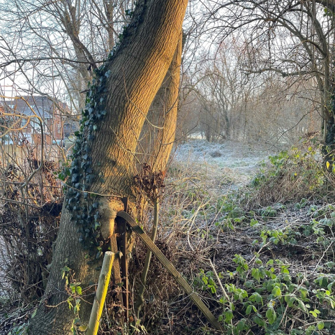 A tree that has grown around a broken fence post