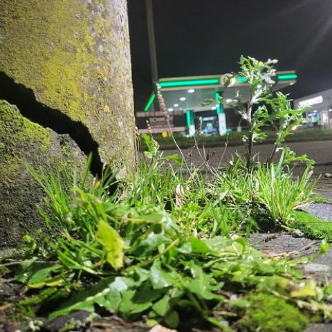 A cracked concrete pole with grass growing at its base