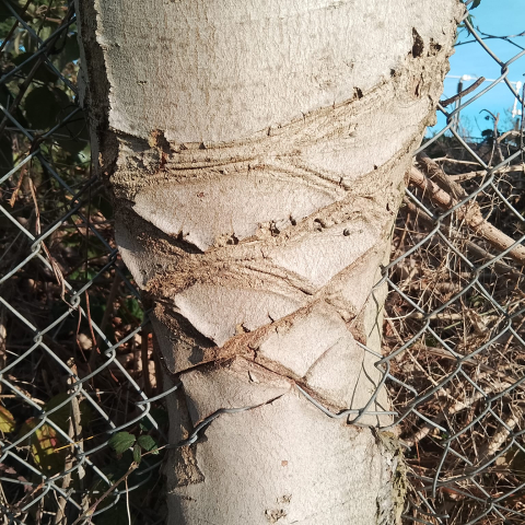 A tree that has been marked by the fence it has grown through