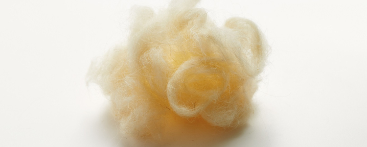 Sheep wool