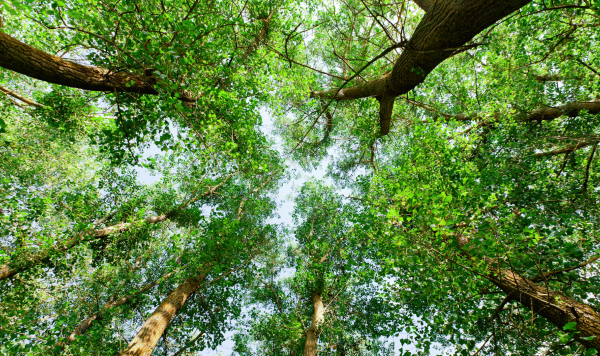 Tree canopy looking up from the ground